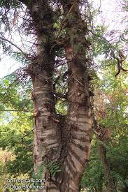Attēlu rezultāti vaicājumam “Gleditsia triacanthos”