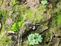 Attēlu rezultāti vaicājumam “Riccia sorocarpa”