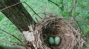 Attēlu rezultāti vaicājumam “Turdus merula eggs”