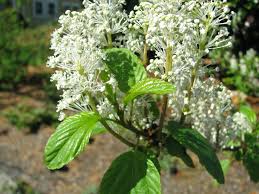Attēlu rezultāti vaicājumam “Pseudotsuga menziesii flower”