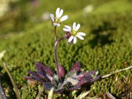 Attēlu rezultāti vaicājumam “Erophila verna flower”