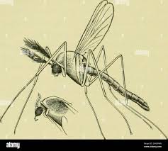 Attēlu rezultāti vaicājumam “Lasioptera rubi larva”