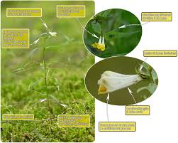 Attēlu rezultāti vaicājumam “Melampyrum pratense”