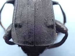 Attēlu rezultāti vaicājumam “Necrodes littoralis”