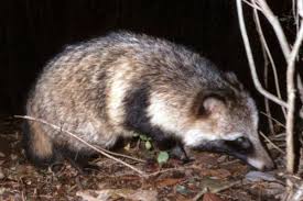 Attēlu rezultāti vaicājumam “Nyctereutes procyonoides”