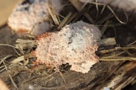 Attēlu rezultāti vaicājumam “Physarum flavicomum stalked”