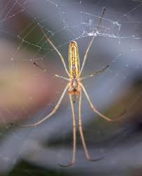 Attēlu rezultāti vaicājumam “Tetragnatha extensa”