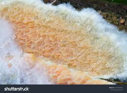 Attēlu rezultāti vaicājumam “Leucogyrophana mollusca”