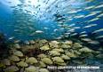 Florida Keys Scuba Diving Vacation planning | Florida Keys Snorkeling