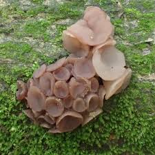 Attēlu rezultāti vaicājumam “Neobulgaria pura”