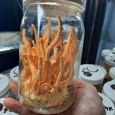 Attēlu rezultāti vaicājumam “Cordyceps militaris”