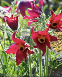 Attēlu rezultāti vaicājumam “Pulsatilla patens leaf”
