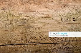 Attēlu rezultāti vaicājumam “Scolytidae”