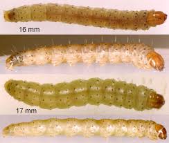 Attēlu rezultāti vaicājumam “Depressaria olerella imago”