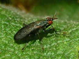 Attēlu rezultāti vaicājumam “Claustria didermoides macro”