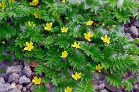 Attēlu rezultāti vaicājumam “Argentina anserina”