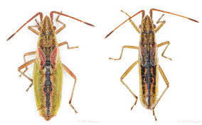 Attēlu rezultāti vaicājumam “Myrmus miriformis”