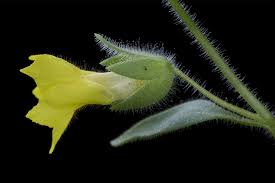 Attēlu rezultāti vaicājumam “Erodium cicutarium fruit”