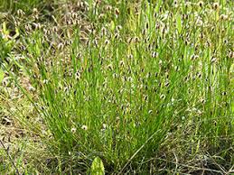Attēlu rezultāti vaicājumam “Eleocharis palustris flower”