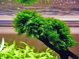 Attēlu rezultāti vaicājumam “Fissidens”