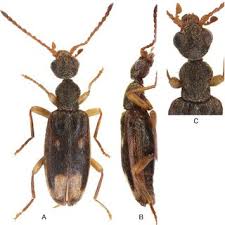 Attēlu rezultāti vaicājumam “Anthicidae”