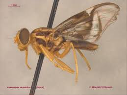 Attēlu rezultāti vaicājumam “Tephritidae”