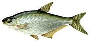 Image result for Chelon tricuspidens