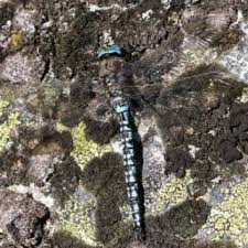 Attēlu rezultāti vaicājumam “Leucorrhinia rubicunda male”