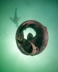 Image result for Haploblepharus pictus