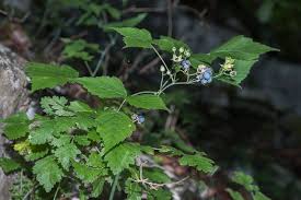 Attēlu rezultāti vaicājumam “Rubus caesius”