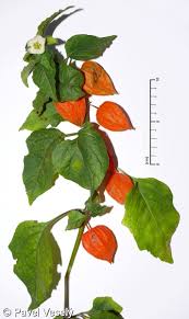 Attēlu rezultāti vaicājumam “Physalis alkekengi”