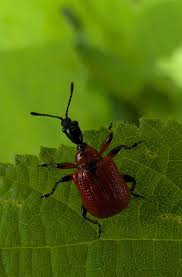 Attēlu rezultāti vaicājumam “Apoderus coryli”