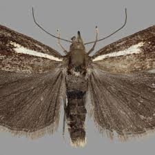 Attēlu rezultāti vaicājumam “Crambus heringiellus”