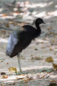 Attēlu rezultāti vaicājumam “Gruiformes”