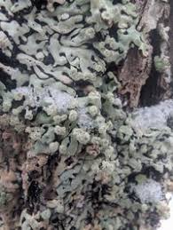 Attēlu rezultāti vaicājumam “Menegazzia terebrata”