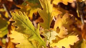 Attēlu rezultāti vaicājumam “Quercus robur Fastigiata leaf”