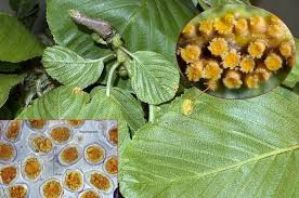 Attēlu rezultāti vaicājumam “Puccinia coronata”