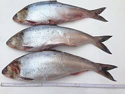 Image result for Alosa alosa