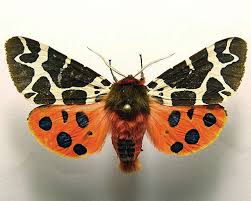 Attēlu rezultāti vaicājumam “Arctia caja imago”