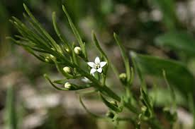 Attēlu rezultāti vaicājumam “Thesium alpinum”
