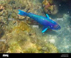 Image result for Chlorurus perspicillatus