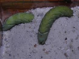 Attēlu rezultāti vaicājumam “Smerinthus ocellata”