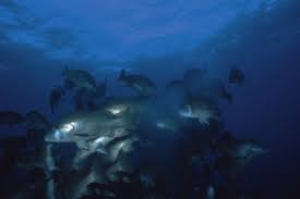 Image result for Lutjanus jocu