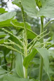 Attēlu rezultāti vaicājumam “Zea mays female flower”