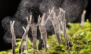 Image result for Genbukan Edinburgh