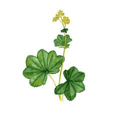 Attēlu rezultāti vaicājumam “Alchemilla vulgaris aggr. flower”