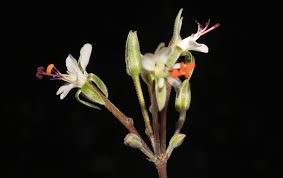 Attēlu rezultāti vaicājumam “Conardia compacta macro”