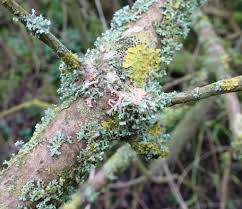 Attēlu rezultāti vaicājumam “Erythricium aurantiacum”