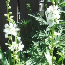 Image result for Malva moschata alba