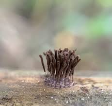 Attēlu rezultāti vaicājumam “Stemonitis axifera”